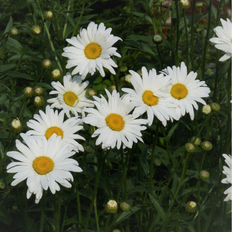 Leucanthemum vulgare Maikonigin - Hvid okse�je