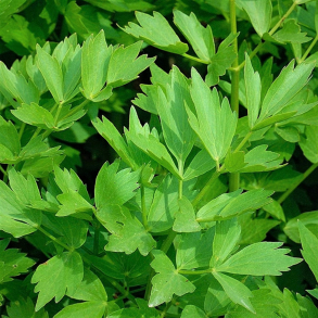 Levisticum officinale - L�vstikke