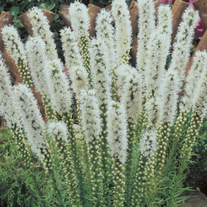 Liatris spicata Alba - Pragtsk�r