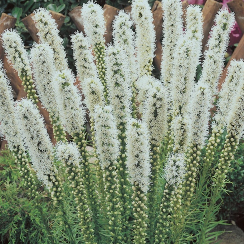 Liatris spicata Alba - Pragtsk�r