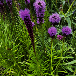 Liatris spicata Kobold - Pragtsk�r/Lampepudser
