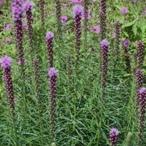 Liatris spicata Kobold - Pragtsk�r/Lampepudser