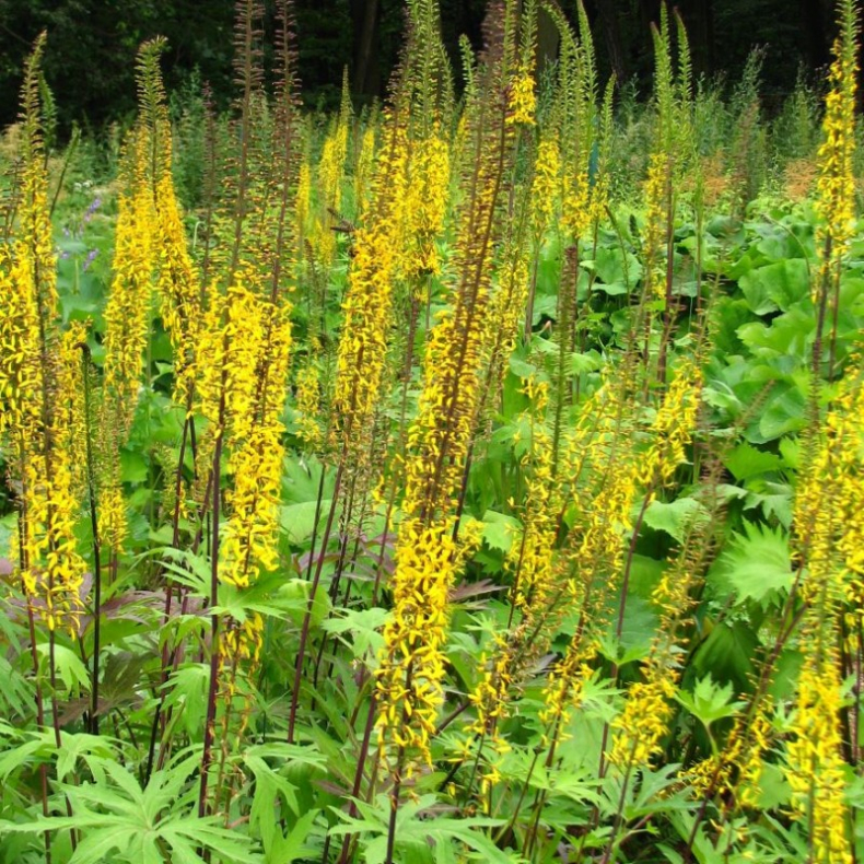 Ligularia Przewalskii - Aksbrandb�ger 
