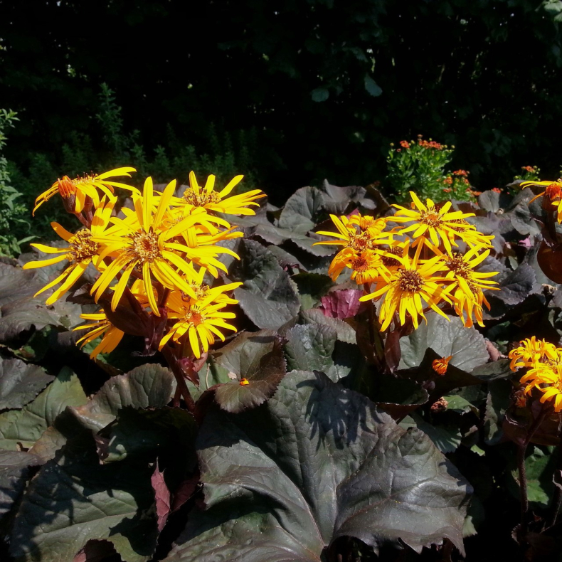 Ligularia hybrida Britt-Marie Crawford - Nkketunge