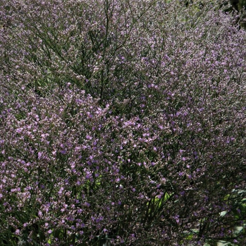 Limonium latifolium - Hindebger