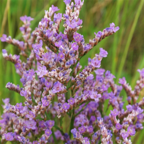 Limonium vulgare - T�tblomstret Hindeb�ger