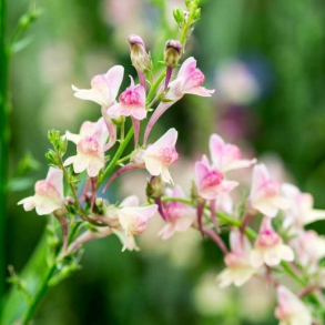 Linaria Peachy - Torskemund 