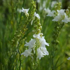 Linaria purpurea Alba - Torskemund