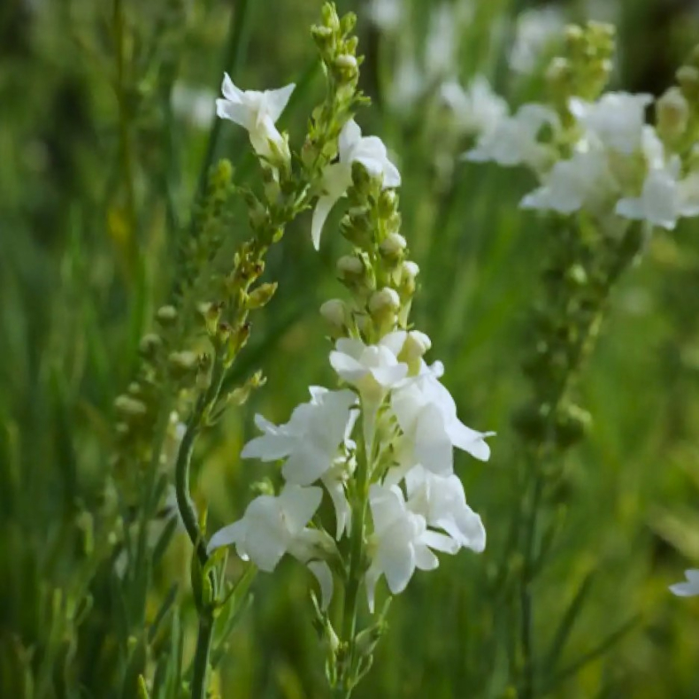 Linaria purpurea Alba - Torskemund