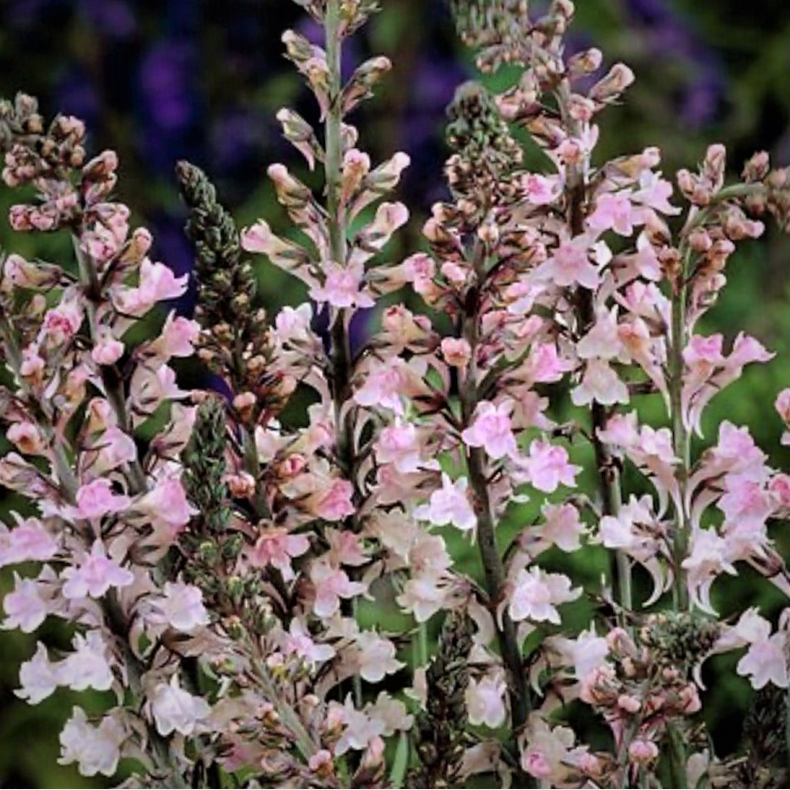 Linaria purpurea Canon J. Vent - Torskemund