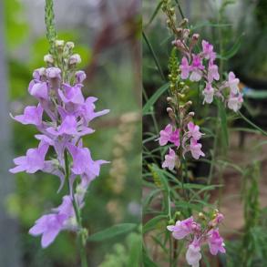 Linaria purpurea Rosa Blend - Torskemund