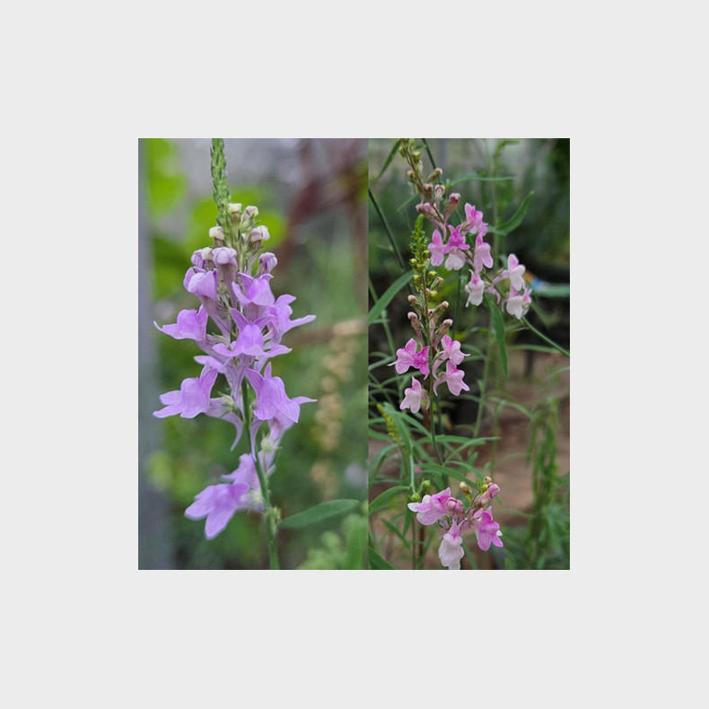 Linaria purpurea Rosa Blend - Torskemund