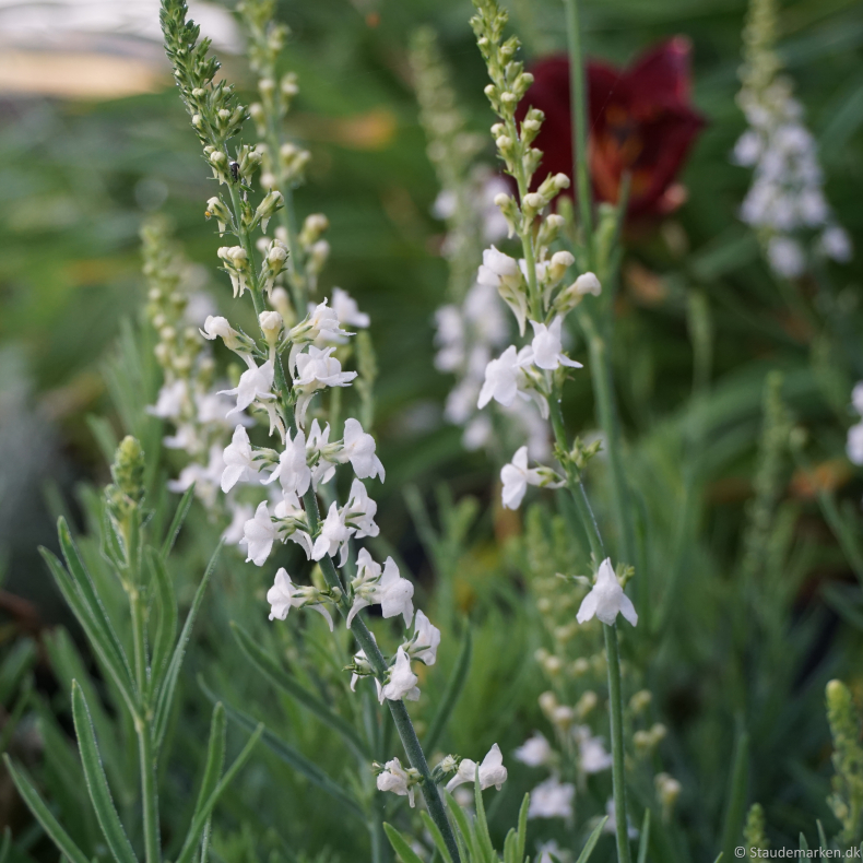  Linaria purpurea Springside White - Torskemund