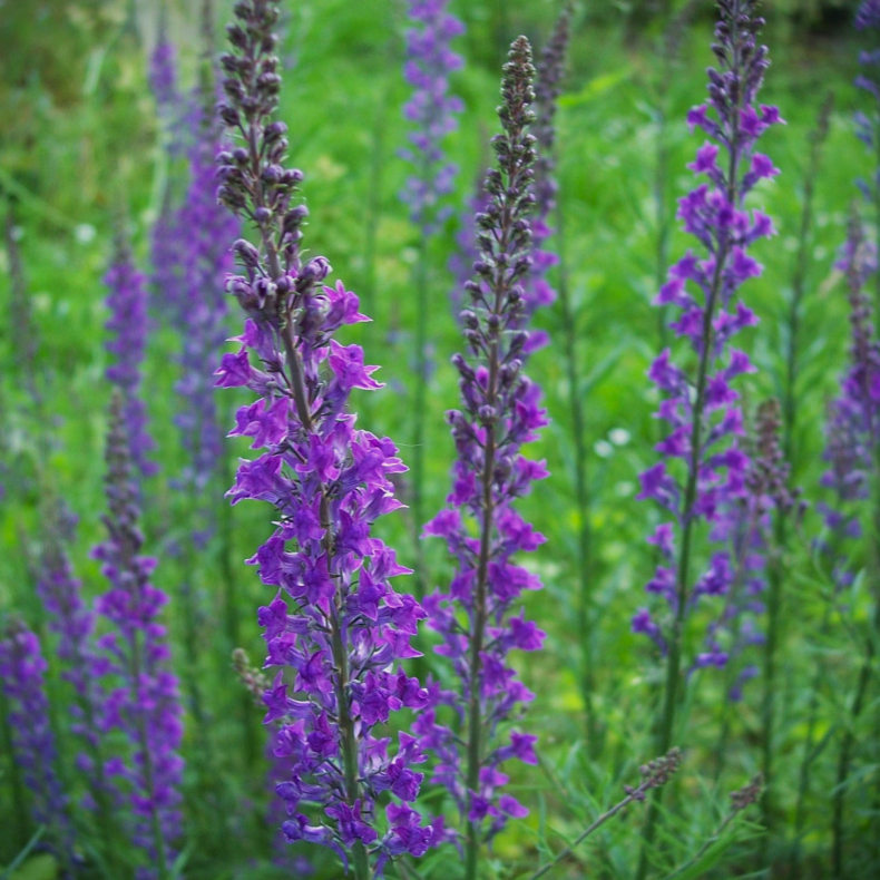 Linaria purpurea - Torskemund