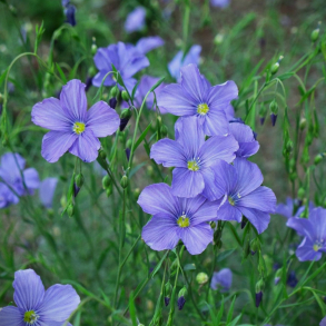 Linum perenne -  Staude H�r
