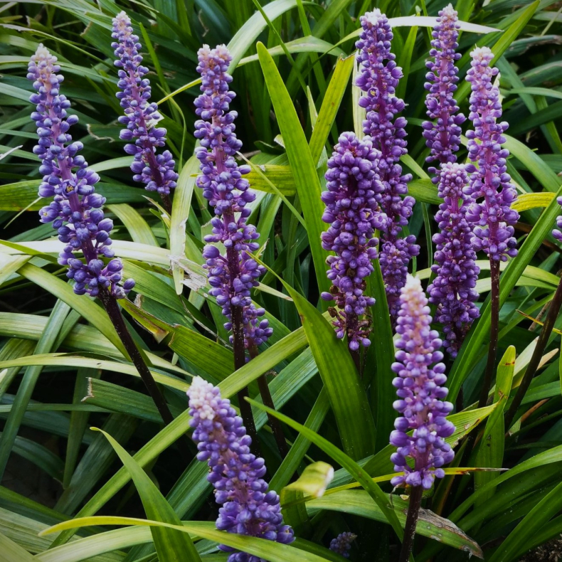 Liriope muscari Ingwersen - Druelilje 1L