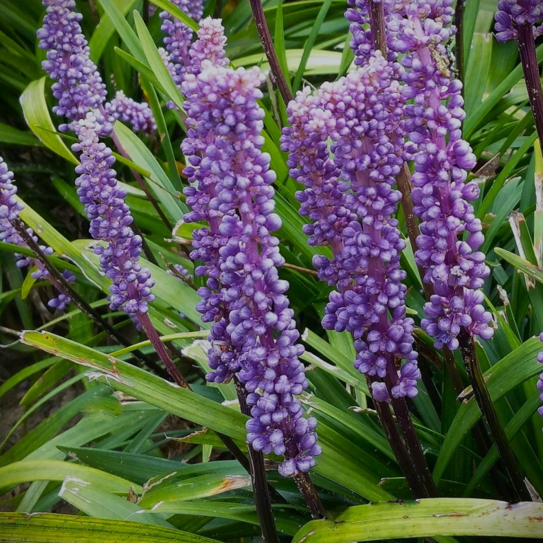 Liriope muscari Moneymaker - Druelilje