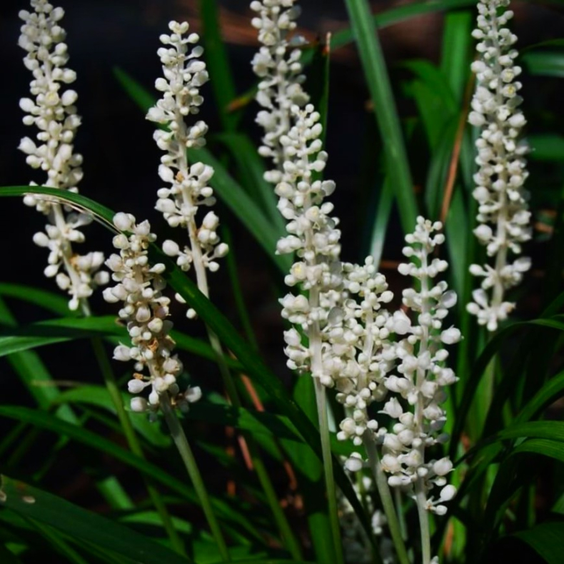 Liriope muscari Monroe White - Druelilje