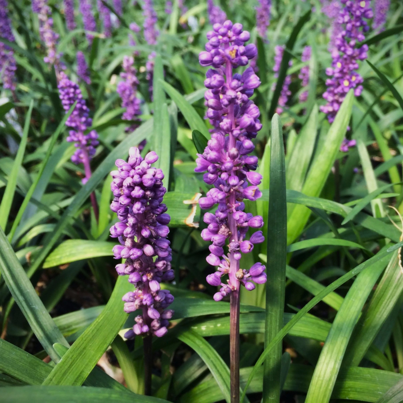 Liriope muscari Royal Purple - Druelilje