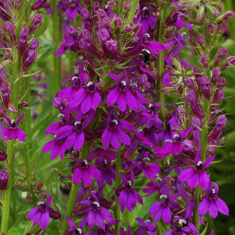 Lobelia Hadspen Purple - Staudelobelie