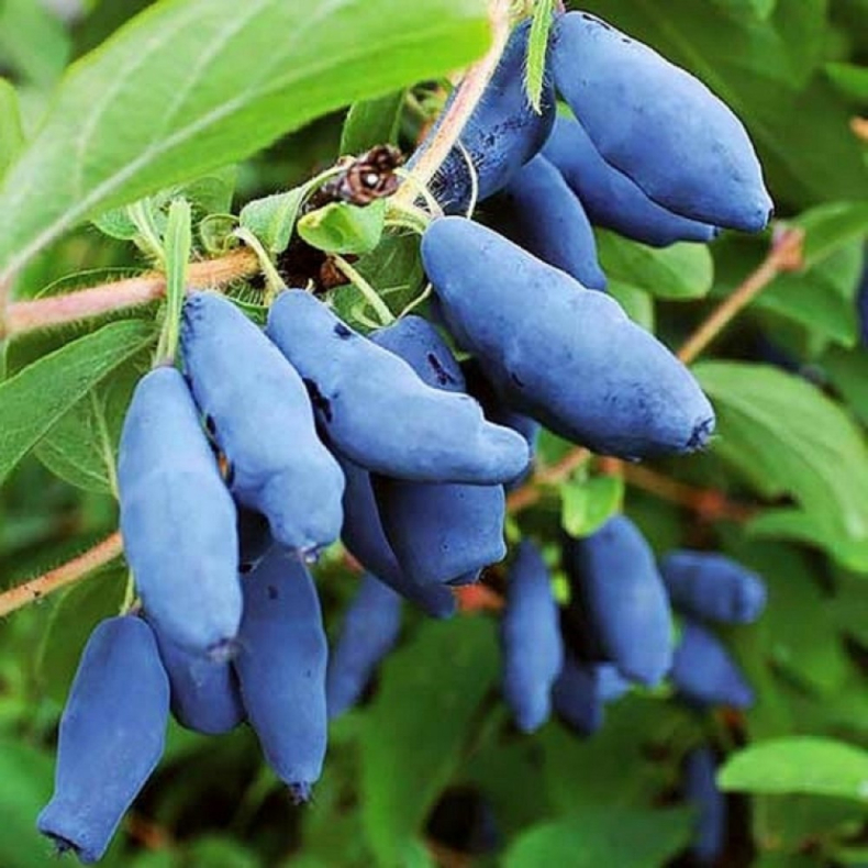Lonicera caerulea Altaj - Honningbr