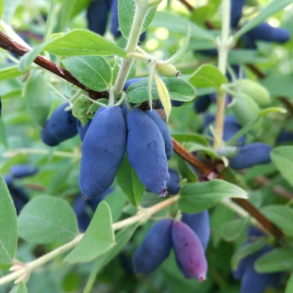 Lonicera caerulea Blue Pagoda - Honningb�r
