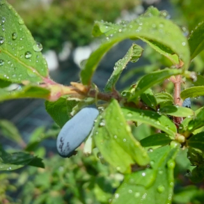 Lonicera caerulea Duet - Honningb�r