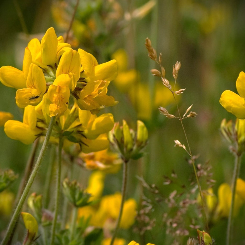 Lotus corniculatus - Almindelig Kllingetand
