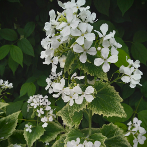 Lunaria annua Alba - Judaspenge