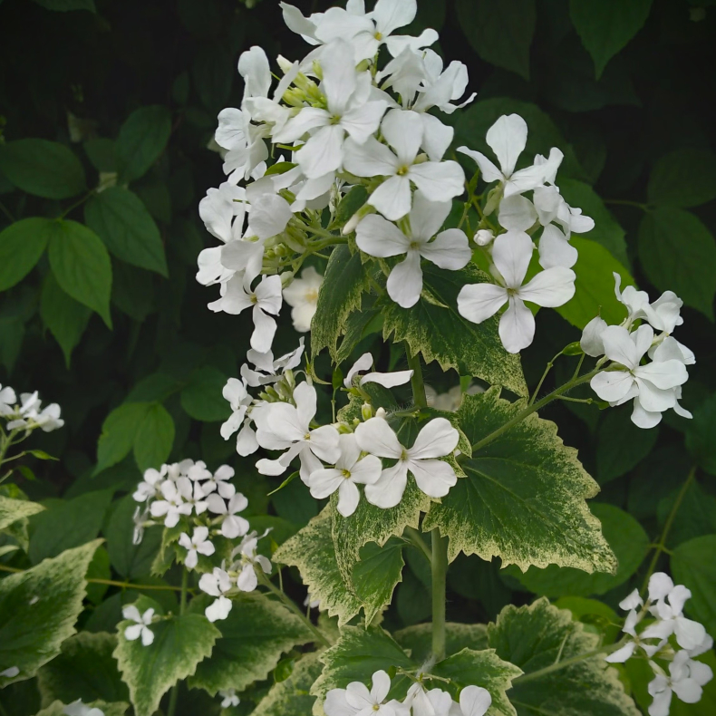 Lunaria annua Alba - Judaspenge