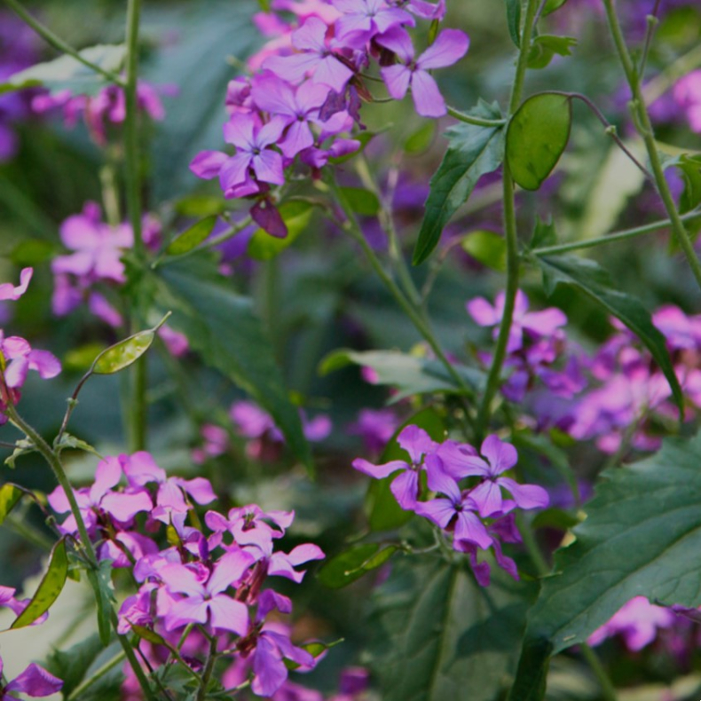 Lunaria annua - Judaspenge 2 rig