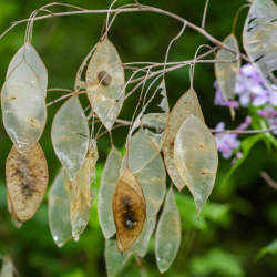 Lunaria rediviva - Vedvarende m�neskulpe 