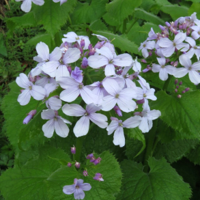 Lunaria rediviva - Vedvarende m�neskulpe 