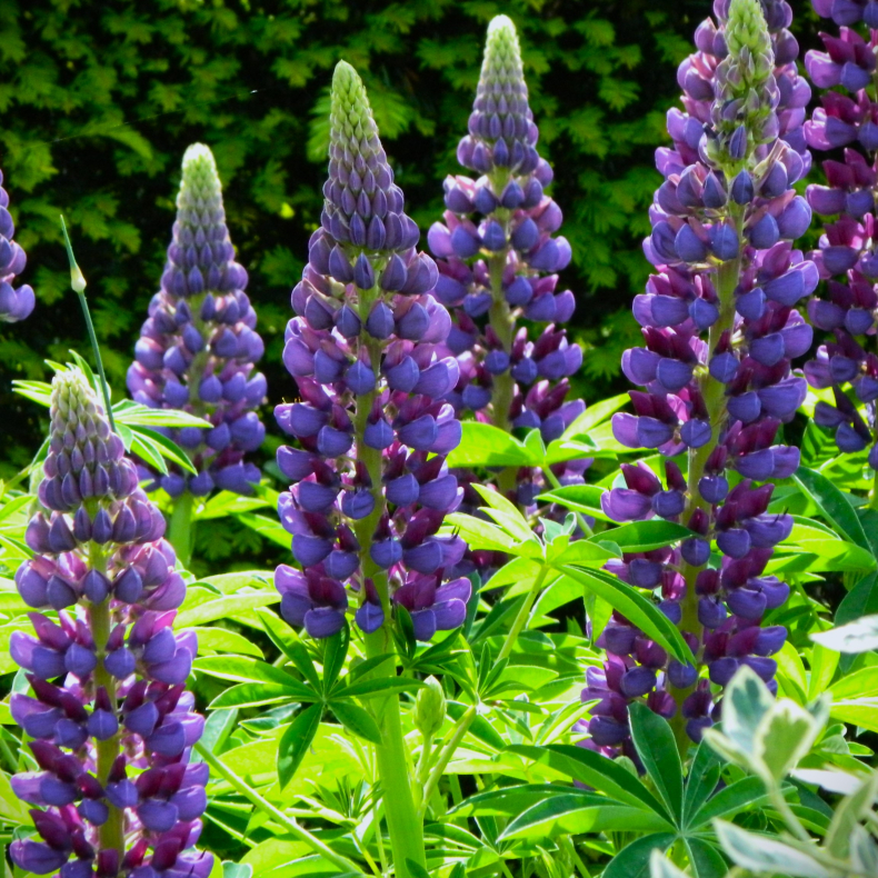 Lupinus Gallery Blue - Lupin 