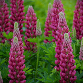 Lupinus Gallery Pink - Lupin