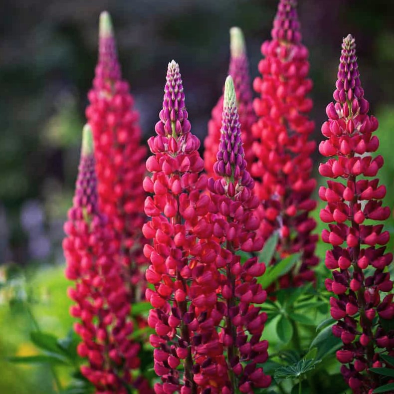 Lupinus The Pages - Lupin 
