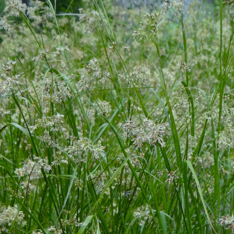 Luzula sylvatica - Stor frytle 1L