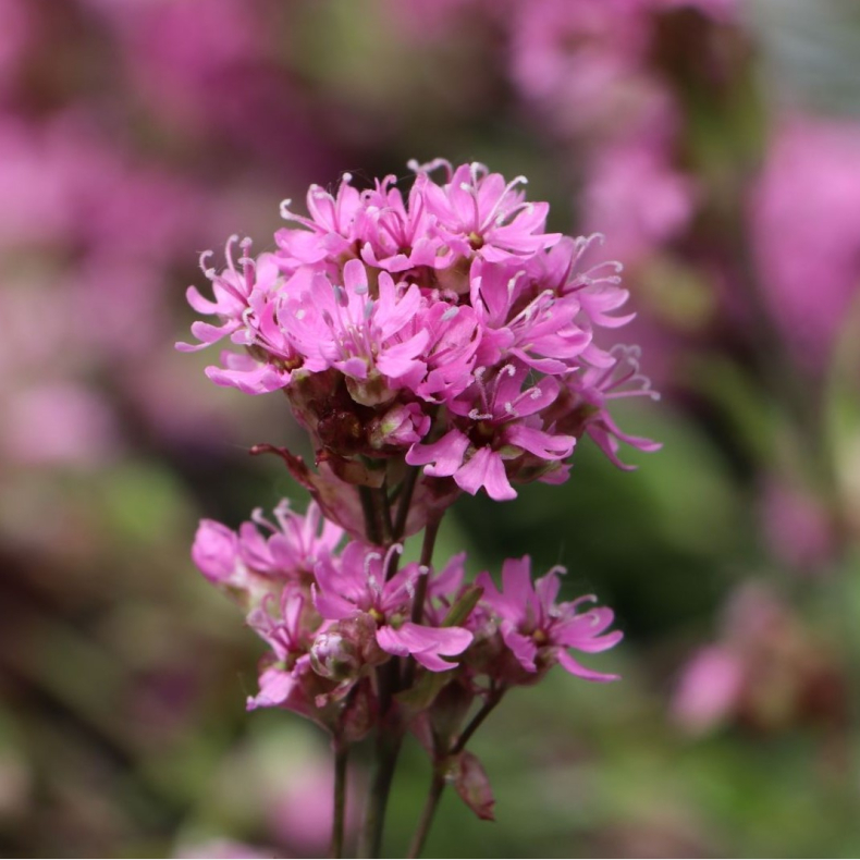 Lychnis alpina - Alpe-tjrenellike
