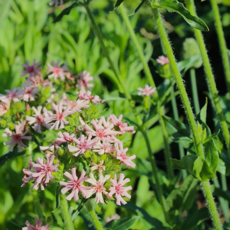 Lychnis chalcedonica Carnea - Brndende krlighed