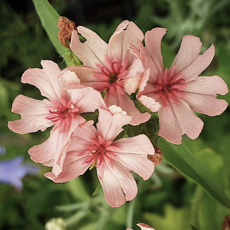 Lychnis chalcedonica Pinkie - Brndende krlighed