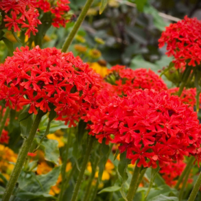 Lychnis chalcedonica - Br�ndende k�rlighed