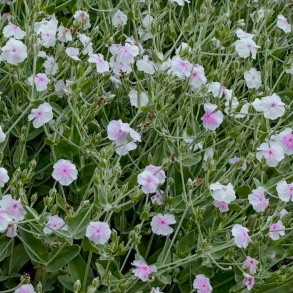 Lychnis coronaria Oculata - Haveklinte 