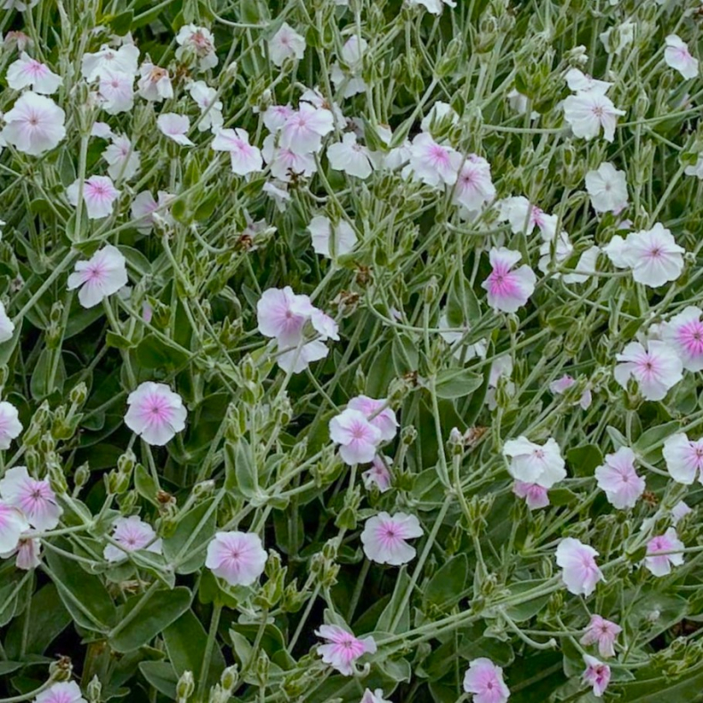 Lychnis coronaria Oculata - Haveklinte 
