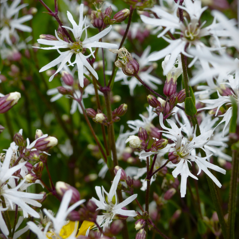 Lychnis flos-cocoli  White Robin - Trvlekrone