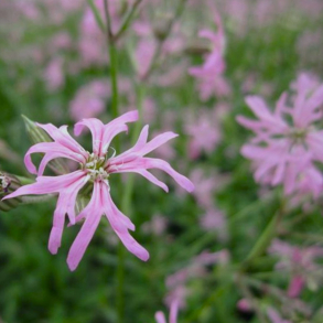 Lychnis flos-cuculi  Nana - Tr�vlekrone