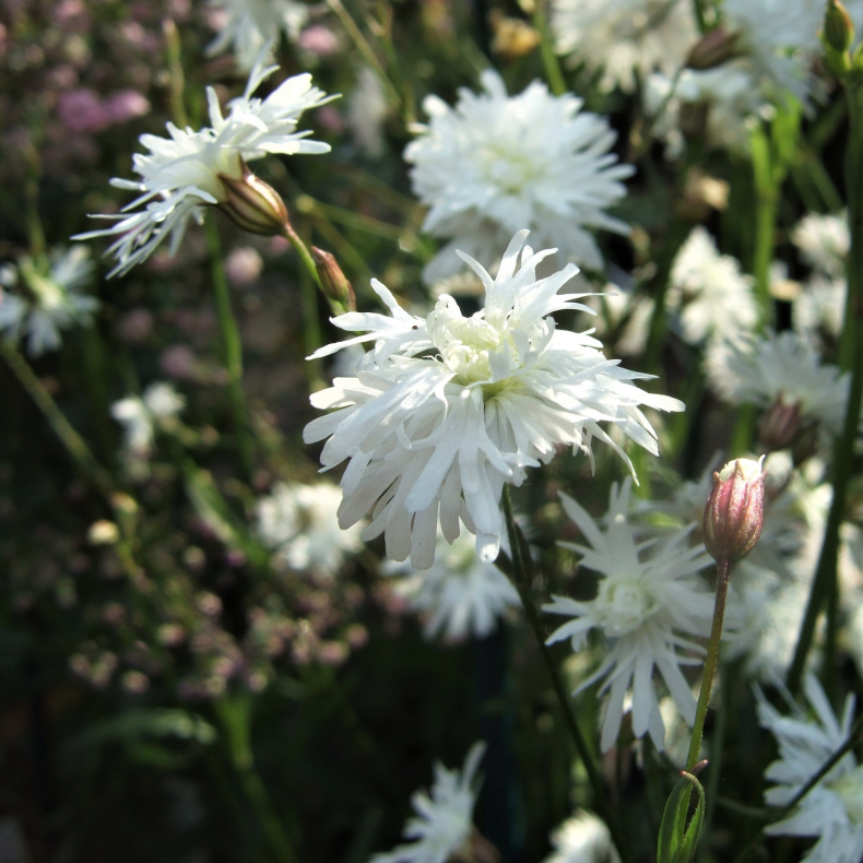 Lychnis flos-cuculi Petite Henri - Trvlekrone
