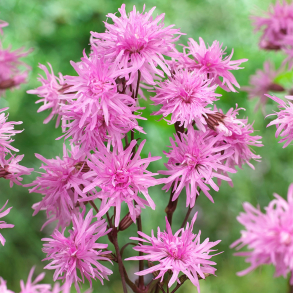 Lychnis flos-cuculi Petite Jenny Blooms - Tr�vlekrone