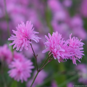 Lychnis flos-cuculi Petite Jenny Blooms - Tr�vlekrone
