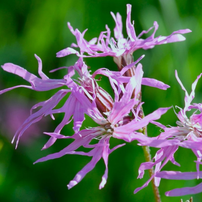 Lychnis flos-cuculi  - Trvlekrone
