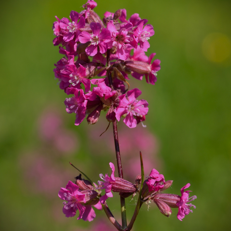Lychnis viscaria - Tjrenellike